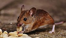 24 Hour & Emergency Exterminators in Gold Beach, OR